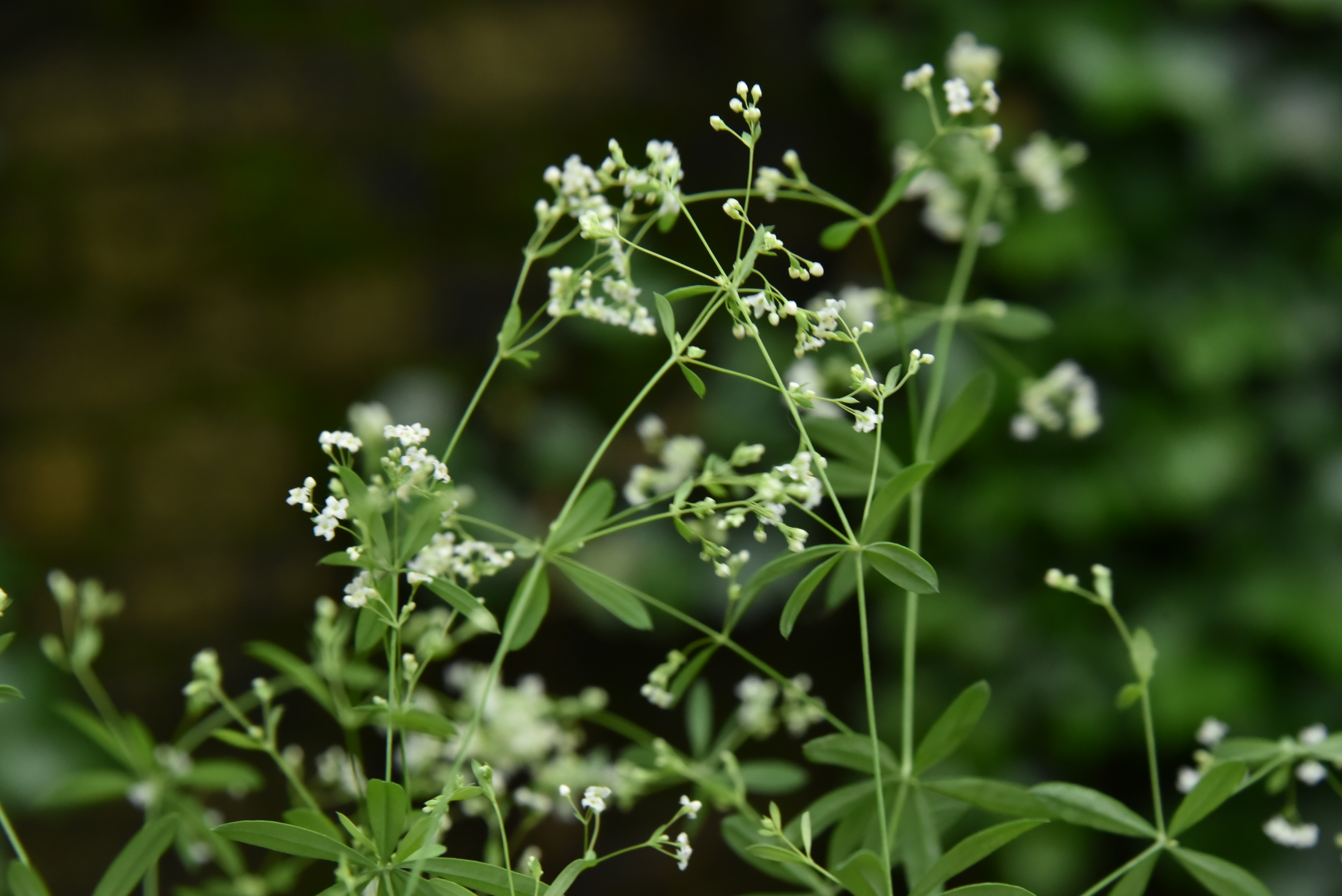 Galium sylvaticumBoswalstro bestellen